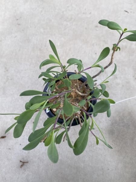 植物販売】兵庫県宝塚市㈱陽春園植物場ネット通販