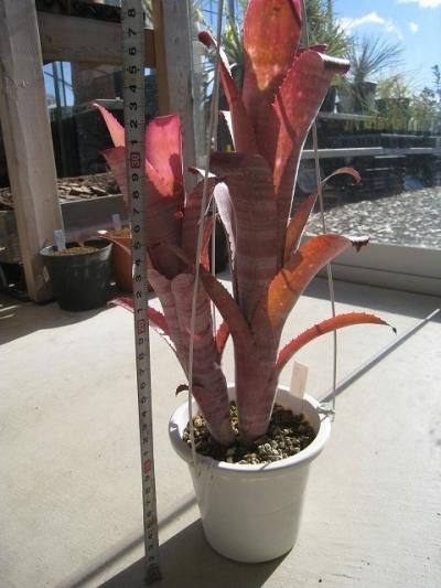 ビルベルギア・ステアウェイトゥヘブン Billbergia Stairway to