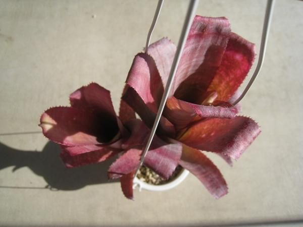 植物販売】兵庫県宝塚市㈱陽春園植物場ネット通販【ビルベルギア