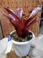 ネオレゲリア ハウジット リサのタグ付き ネオレゲリア ハウジット リサのタグ付き