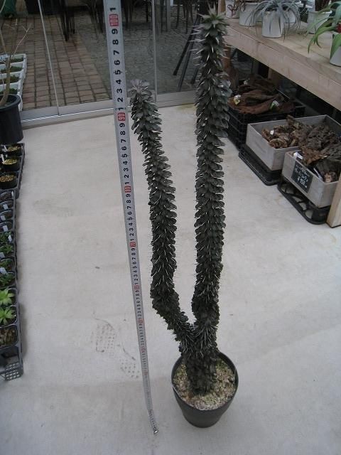 植物販売】兵庫県宝塚市㈱陽春園植物場ネット通販 アローディア