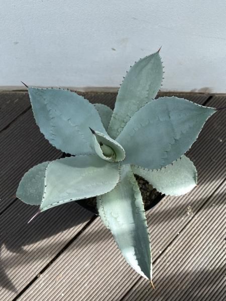 2アガベ ブルーウェーブ Agave \"BLUE WAVE\" 特白丸葉タイプ 2アガベ ブルーウェーブ Agave BLUE WAVE 特白丸葉タイプ