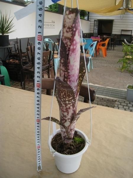 植物販売】兵庫県宝塚市㈱陽春園植物場ネット通販 ビルベルギア 植物販売】兵庫県宝塚市㈱陽春園植物場ネット通販 ビルベルギア