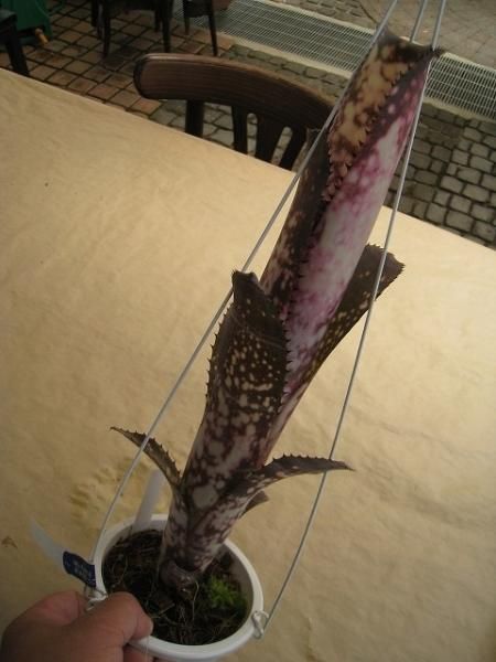 植物販売】兵庫県宝塚市㈱陽春園植物場ネット通販 ビルベルギア 植物販売】兵庫県宝塚市㈱陽春園植物場ネット通販 ビルベルギア