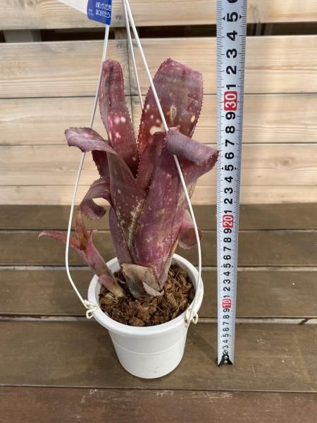 植物販売】兵庫県宝塚市㈱陽春園植物場ネット通販 ビルベルギア