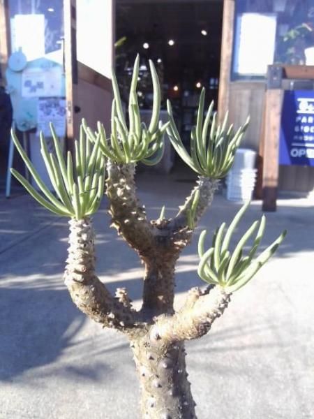 チレコドン・ワリチー - 陽春園ネット通販