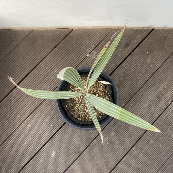 植物販売】兵庫県宝塚市㈱陽春園植物場ネット通販 ブラヘア