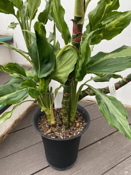 植物販売】兵庫県宝塚市㈱陽春園植物場ネット アグラオネマ