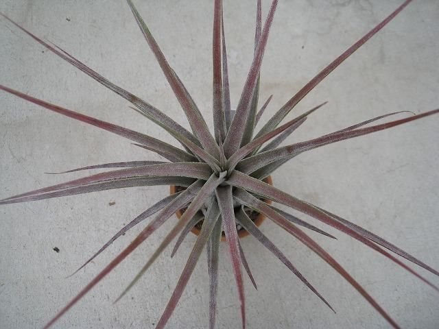 植物販売】兵庫県宝塚市㈱陽春園植物場ネット通販『T.chiapensis