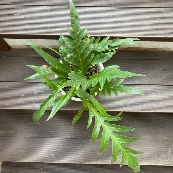 植物販売】㈱陽春園植物場ネットショプ アグラオモルファ