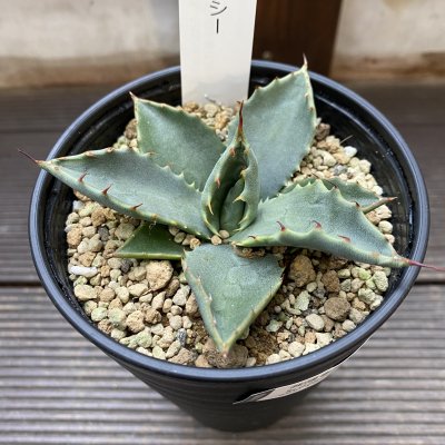 植物販売】兵庫県宝塚市㈱陽春園植物場ネット通販 アガベ・パリー