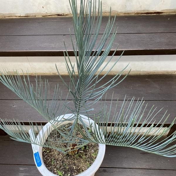 サイカス クピダ 種子 3個 Cycas cupida ソテツ（サイカス