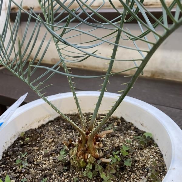 植物販売】兵庫県宝塚市㈱陽春園植物場ネット通販 サイカス 植物販売】兵庫県宝塚市㈱陽春園植物場ネット通販 サイカス