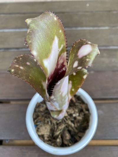 ビルベルギア ミッドナイトサン コールドフュージョン セット ビルベルギア ミッドナイトサン コールドフュージョン セット