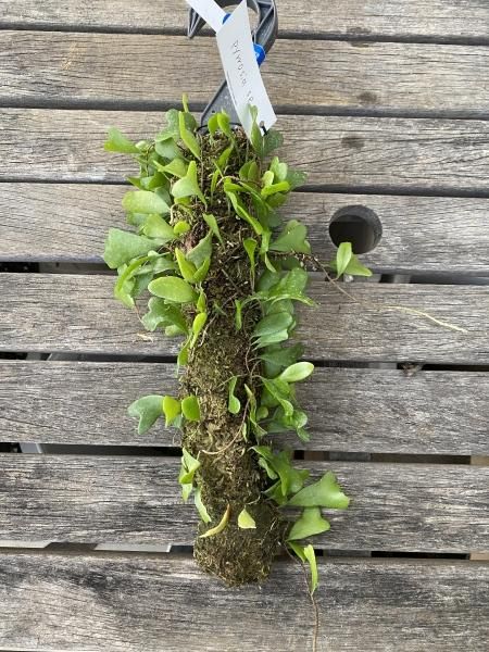 植物販売】㈱陽春園植物場ネットショプ ハートピロシア 植物販売】㈱陽春園植物場ネットショプ ハートピロシア