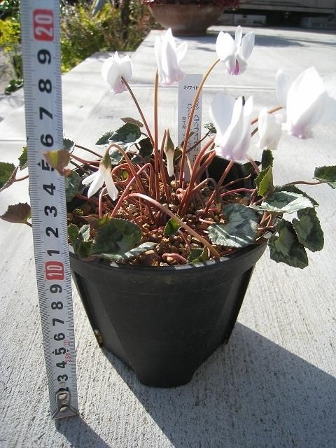 植物販売】兵庫県宝塚市㈱陽春園植物場ネット通販 原種