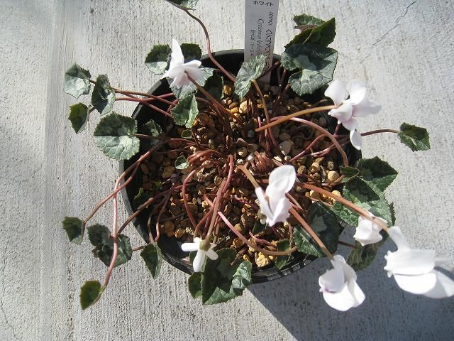 植物販売】兵庫県宝塚市㈱陽春園植物場ネット通販 原種