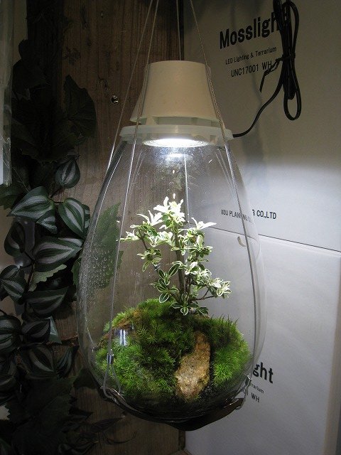 植物販売】兵庫県宝塚市㈱陽春園植物場ネット通販 Mosslight LED