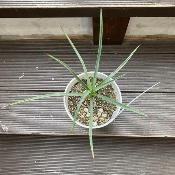 植物販売】兵庫県宝塚市㈱陽春園植物場ネット ユッカ 植物販売】兵庫県宝塚市㈱陽春園植物場ネット ユッカ