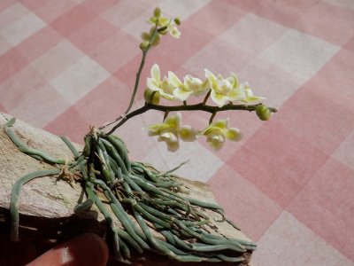 植物販売】兵庫県宝塚市㈱陽春園植物場ネット通販 【キロスキスタ・ビリディフラバ】