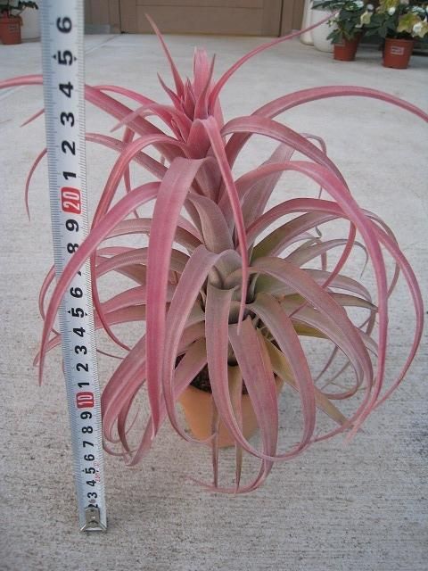 植物販売】兵庫県宝塚市㈱陽春園植物場ネット通販『ティランジア