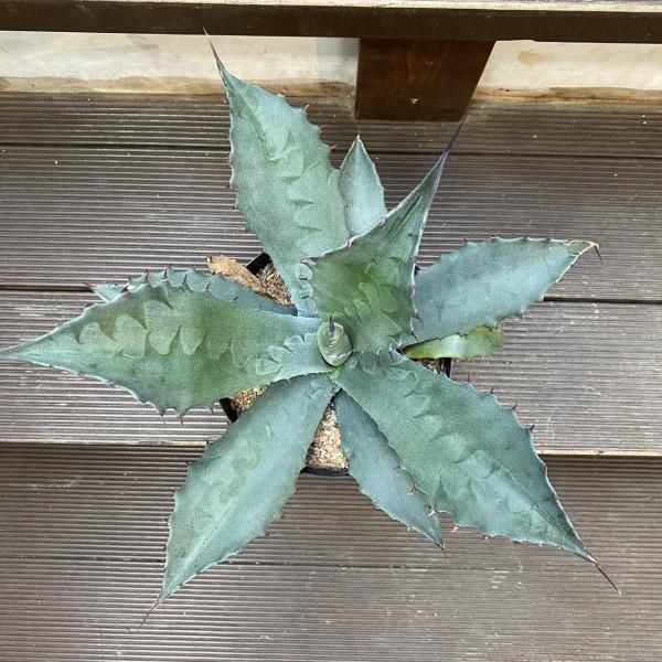 大型アガベ フェロックス【引き取りまたは近郊配達】 アガベ・ジェントリー × フェロックス | Botanical Archive | 珍しい