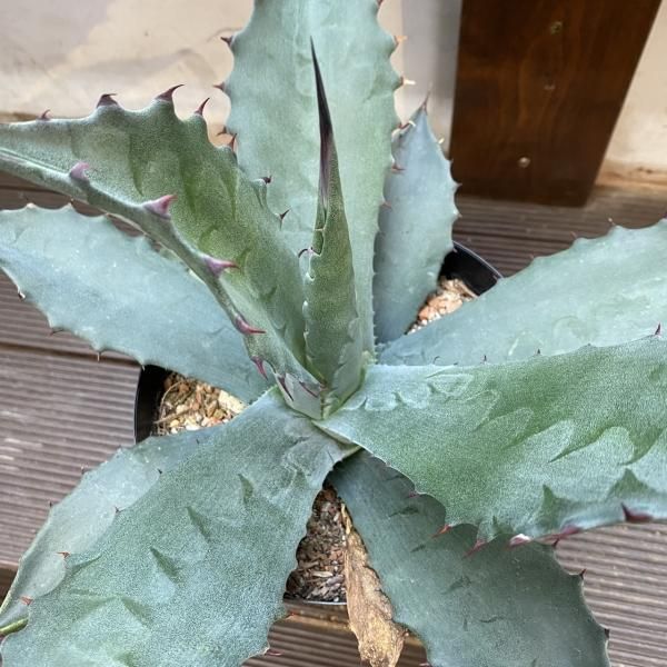 大型アガベ フェロックス【引き取りまたは近郊配達】 アガベ・ジェントリー × フェロックス | Botanical Archive | 珍しい