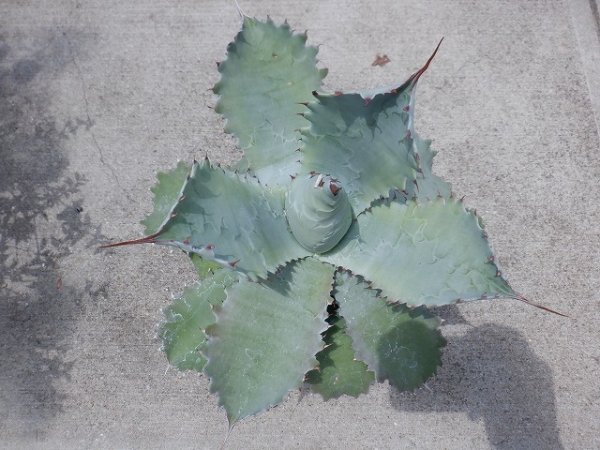 植物販売】兵庫県宝塚市㈱陽春園植物場ネット通販 【アガベ・ポタトラム・キャメロンブルー】