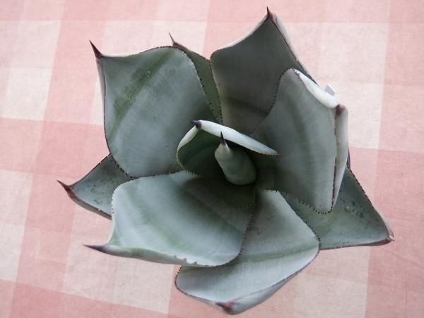 植物販売】兵庫県宝塚市㈱陽春園植物場ネット通販 【アガベ 植物販売】兵庫県宝塚市㈱陽春園植物場ネット通販 【アガベ