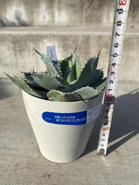 植物販売】兵庫県宝塚市㈱陽春園植物場ネット通販【アガベ・イスメンシス】