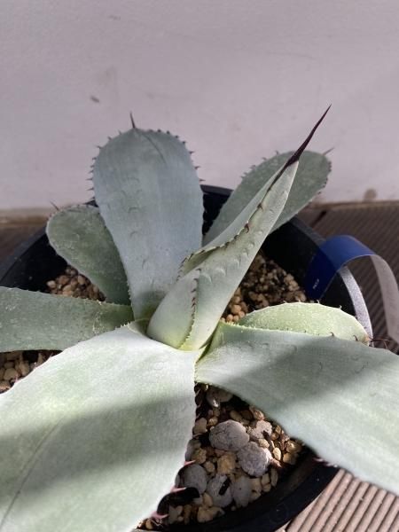 植物販売】兵庫県宝塚市㈱陽春園植物場ネット通販 アガベ・パリー