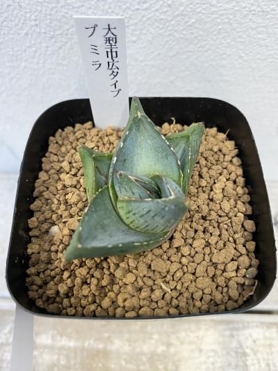 植物販売】兵庫県宝塚市㈱陽春園植物場ネット通販【アガベ】