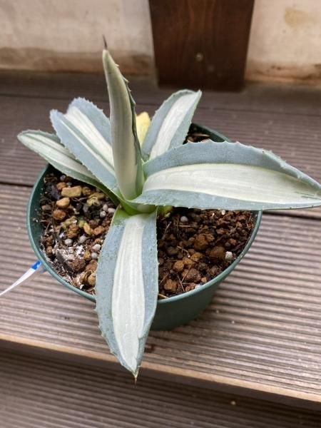 植物販売】兵庫県宝塚市㈱陽春園植物場ネット通販 アガベ