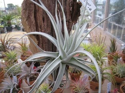 植物販売兵庫県宝塚市 ㈱陽春園植物場ネット通販 【チランジア・レクルビフォリア・サブセクンディフォリア】