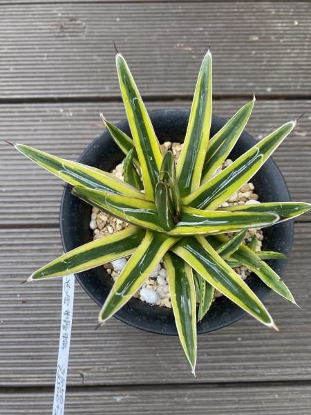 植物販売】兵庫県宝塚市㈱陽春園植物場ネット通販 アガベ笹の雪 植物販売】兵庫県宝塚市㈱陽春園植物場ネット通販 アガベ笹の雪