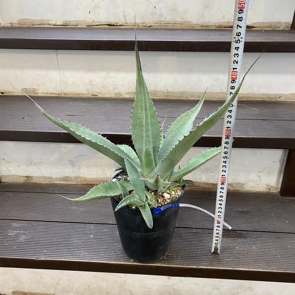 植物販売】兵庫県宝塚市㈱陽春園植物場ネット通販【アガベ・スカブラ】 植物販売】兵庫県宝塚市㈱陽春園植物場ネット通販【アガベ・スカブラ】