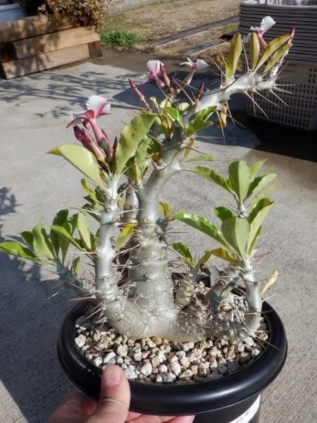 パキポディウム　サンデルシー パキポディウム・サンデルシー | R&A Caudex Plants