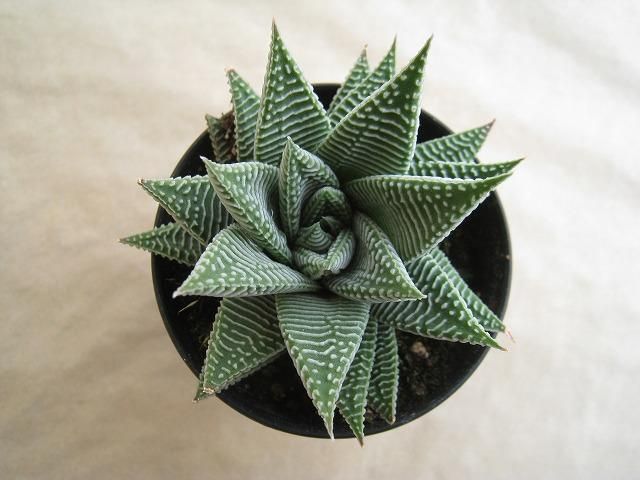 ハオルチア属 Haworthia sp.｜まごたろう