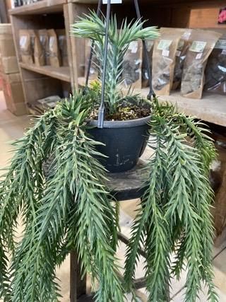 植物販売】兵庫県宝塚市㈱陽春園植物場ネット通販 【リコポディウム・フペルジア・ゴエベリー】