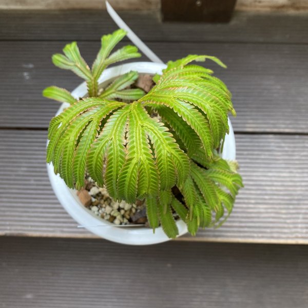 植物販売】兵庫県宝塚市㈱陽春園植物場ネット通販 セラギネラ