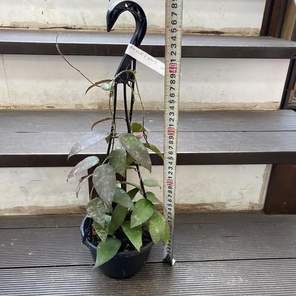 植物販売】兵庫県宝塚市㈱陽春園植物場ネット通販【ホヤ】