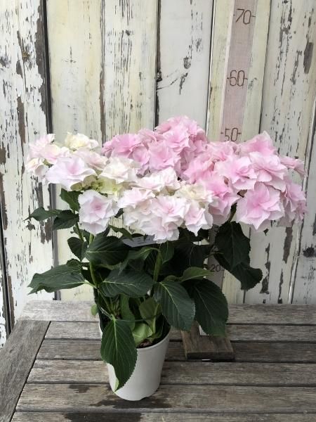 アジサイ 巡恋歌 5号- 株式会社陽春園植物場【植物ネット通販】
