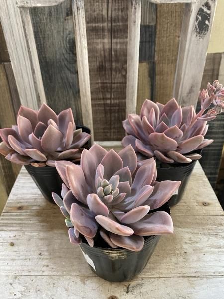 グラプトベリア デビー 3号 - 陽春園ネット通販