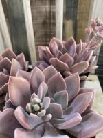 アロエ・サボテン・多肉植物 - 陽春園ネット通販 アロエ・サボテン・多肉植物 - 陽春園ネット通販