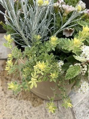 もふもふ⭐️⭐️⭐️ロータス　プリムストーン　抜き苗 ⭐️⭐️⭐️ 楽天市場】□新鮮花壇苗□ ふわふわかわいい！ ロータス ブリム