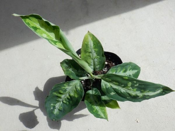 チャンピオン アグラオネマピクタム クシャトリヤ Aglaonema Kshatriya