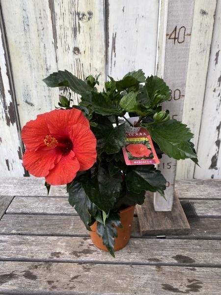 ハイビスカス レッドスター 4号 - 陽春園ネット通販