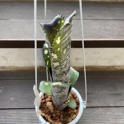 植物販売】兵庫県宝塚市㈱陽春園植物場ネット通販【ビルベルギア】