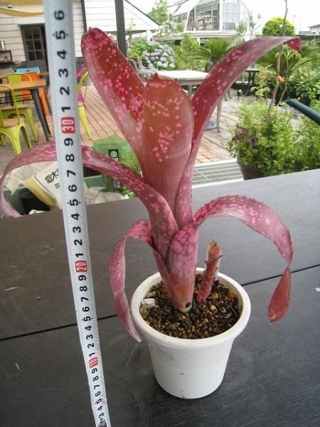 植物販売】兵庫県宝塚市㈱陽春園植物場ネット通販【ビルベルギア・カリコ】