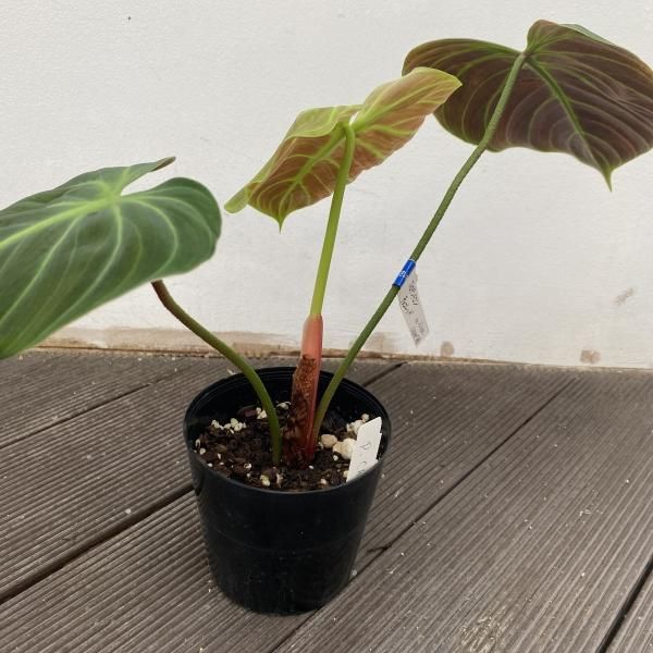 植物販売】兵庫県宝塚市㈱陽春園植物場ネット『フィロデンドロン』 植物販売】兵庫県宝塚市㈱陽春園植物場ネット『フィロデンドロン』